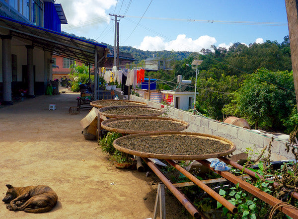 2015 Gao Shan, Sheng (Raw), Early Spring Harvest